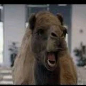 Meet your Posher, Harlan